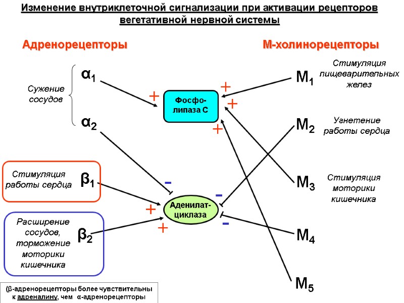 Адренорецепторы М-холинорецепторы α1 α2 β1 β2 М1 М2 М3 М4 М5 Аденилат-циклаза Фосфо-липаза С